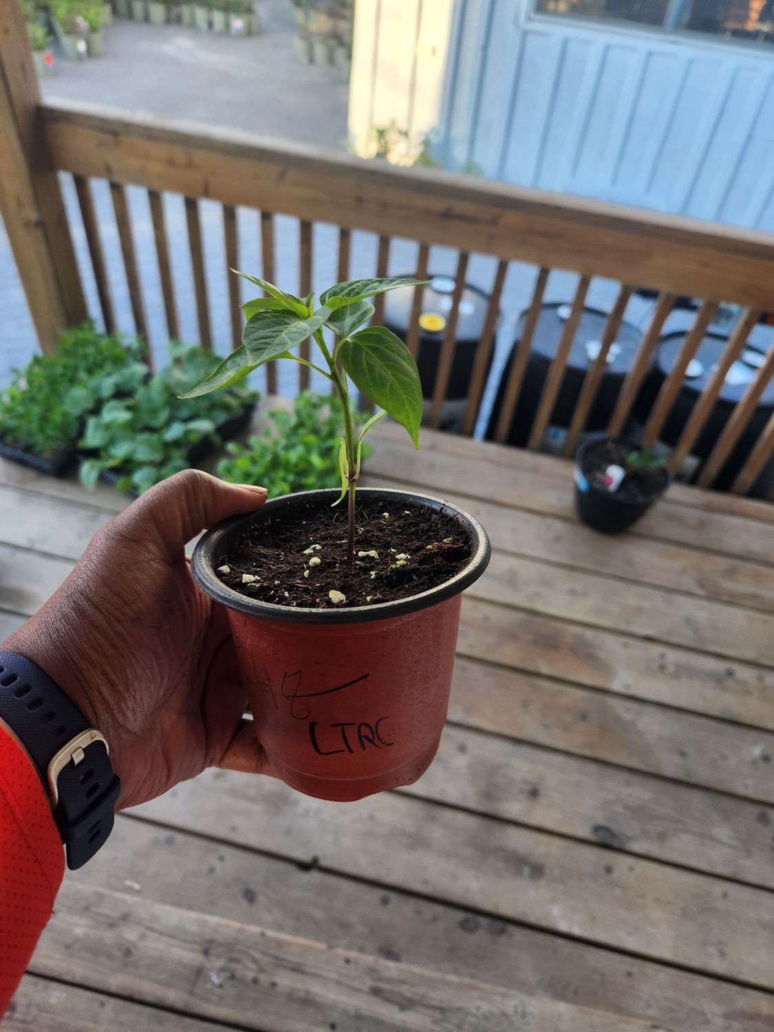 ​Long Thin Red Cayenne Hot Peppers 4&#39;’ Pot