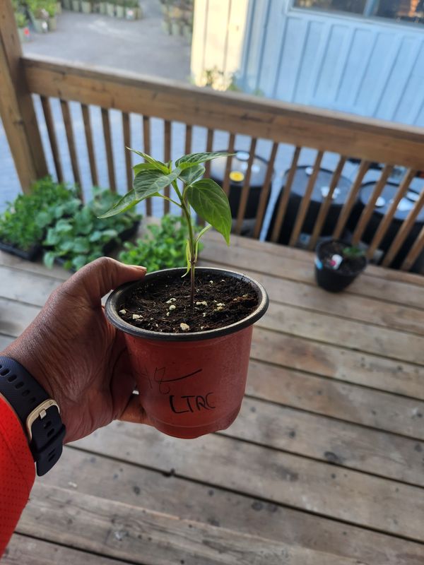 ​Long Thin Red Cayenne Hot Peppers 4&#39;’ Pot
