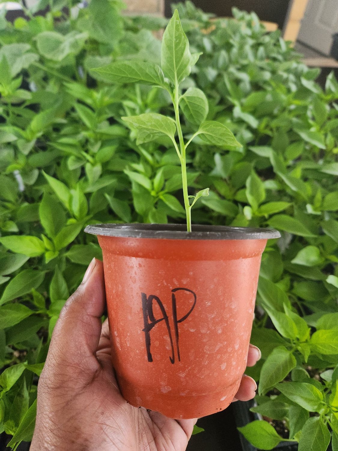 ​Ancho Poblano Hot Peppers 4&#39;’ Pot