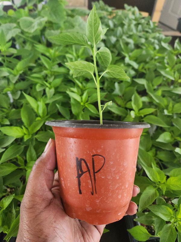 ​Ancho Poblano Hot Peppers 4&#39;’ Pot