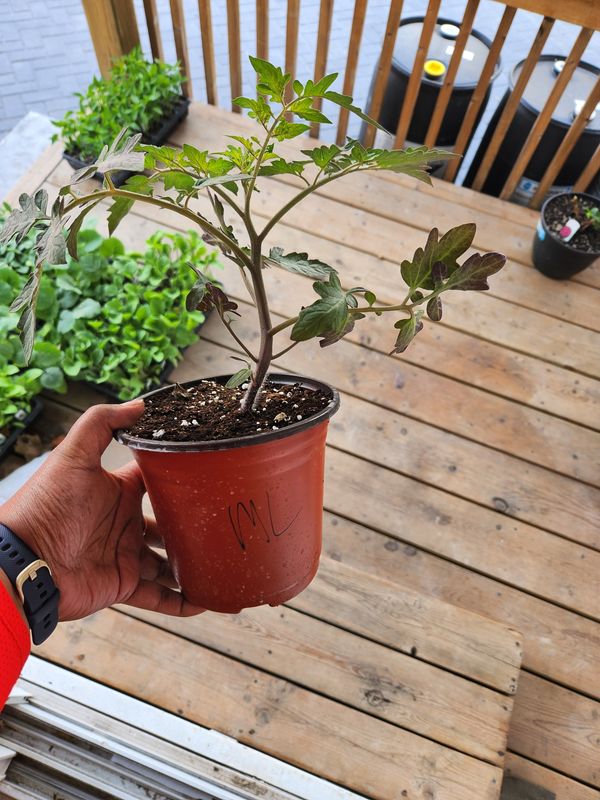 ​Mortgage Lifter Tomatoes 6&#39;’ Pot