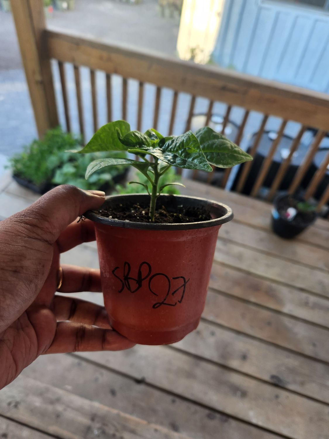 ​Scotch Bonnet Peppers 4&#39;’ Pot