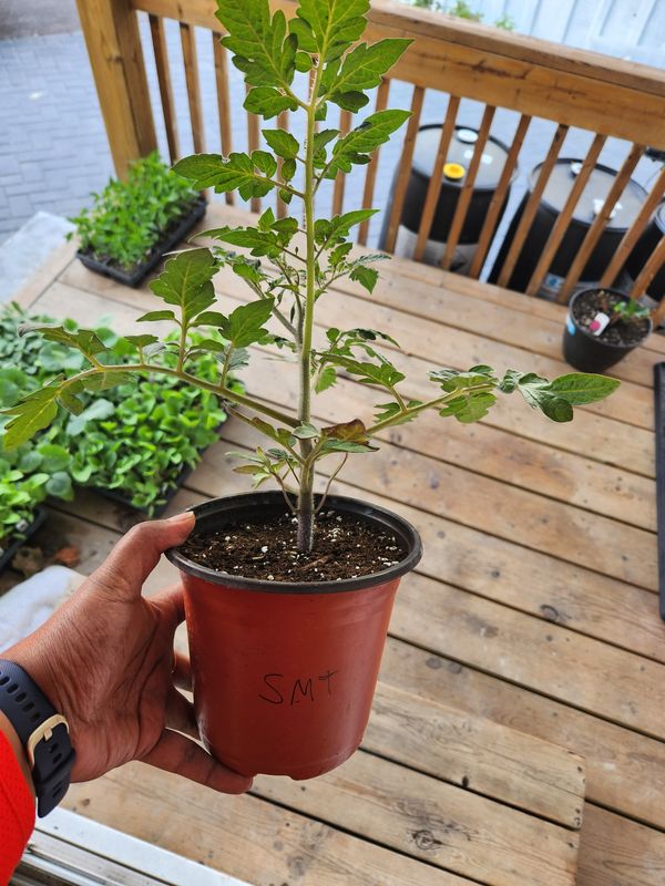 ​San Marzano Paste Tomato 6&#39;’ Pot