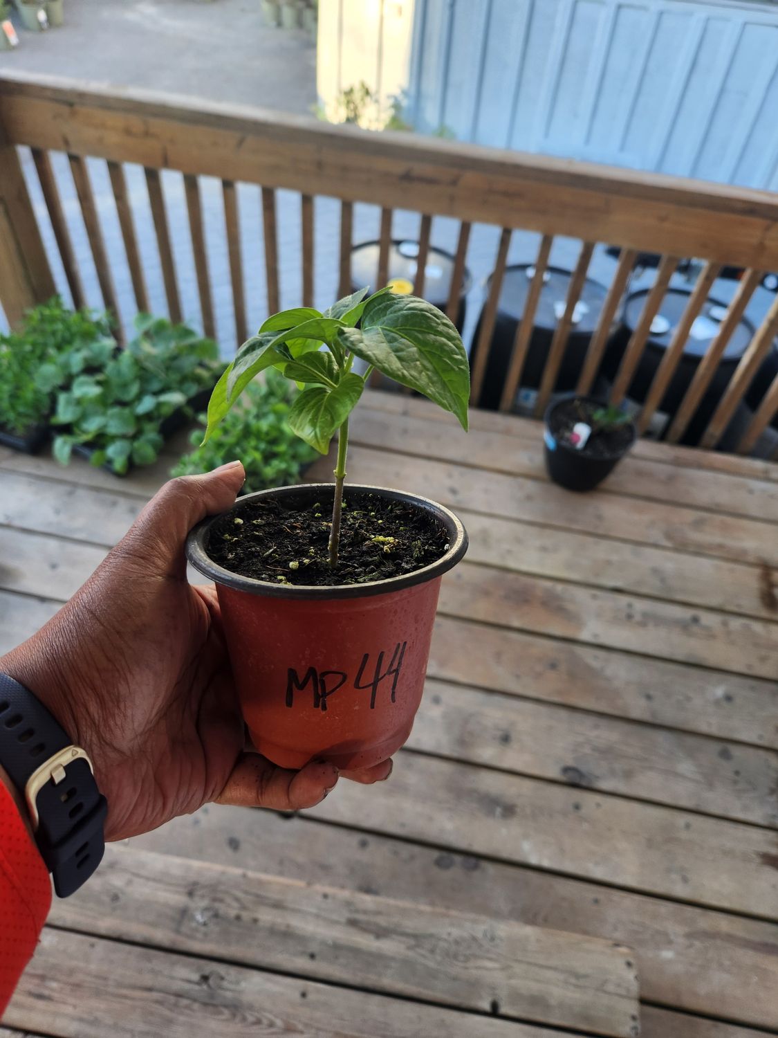 ​Mushroom Red Cap Hot peppers 4&#39;’ Pot