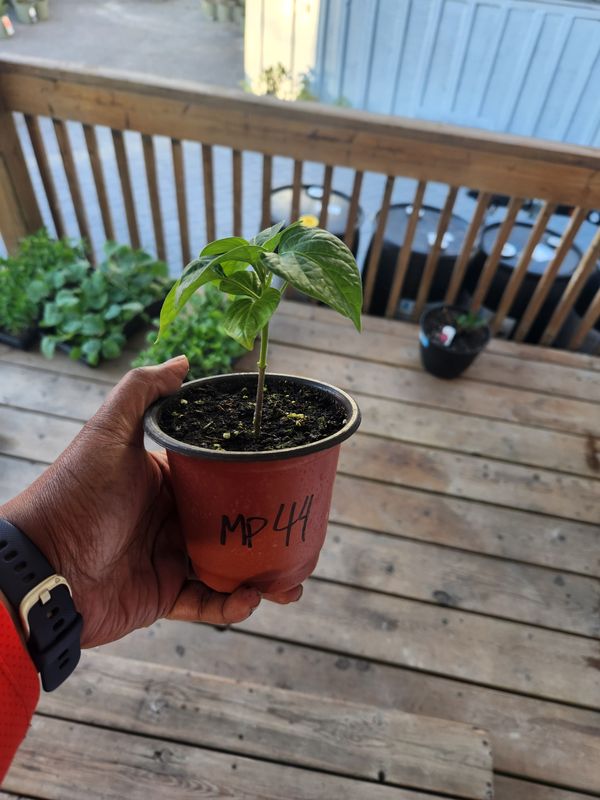 ​Mushroom Red Cap Hot peppers 4&#39;’ Pot