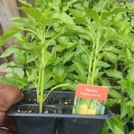 Banana Peppers