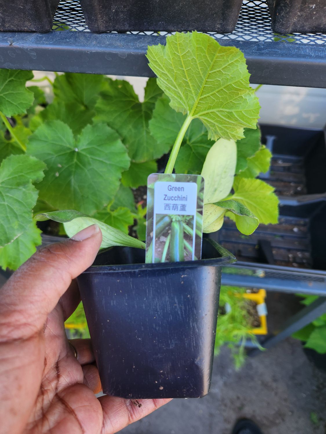 Green Zucchini