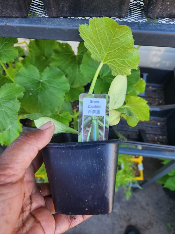 Green Zucchini