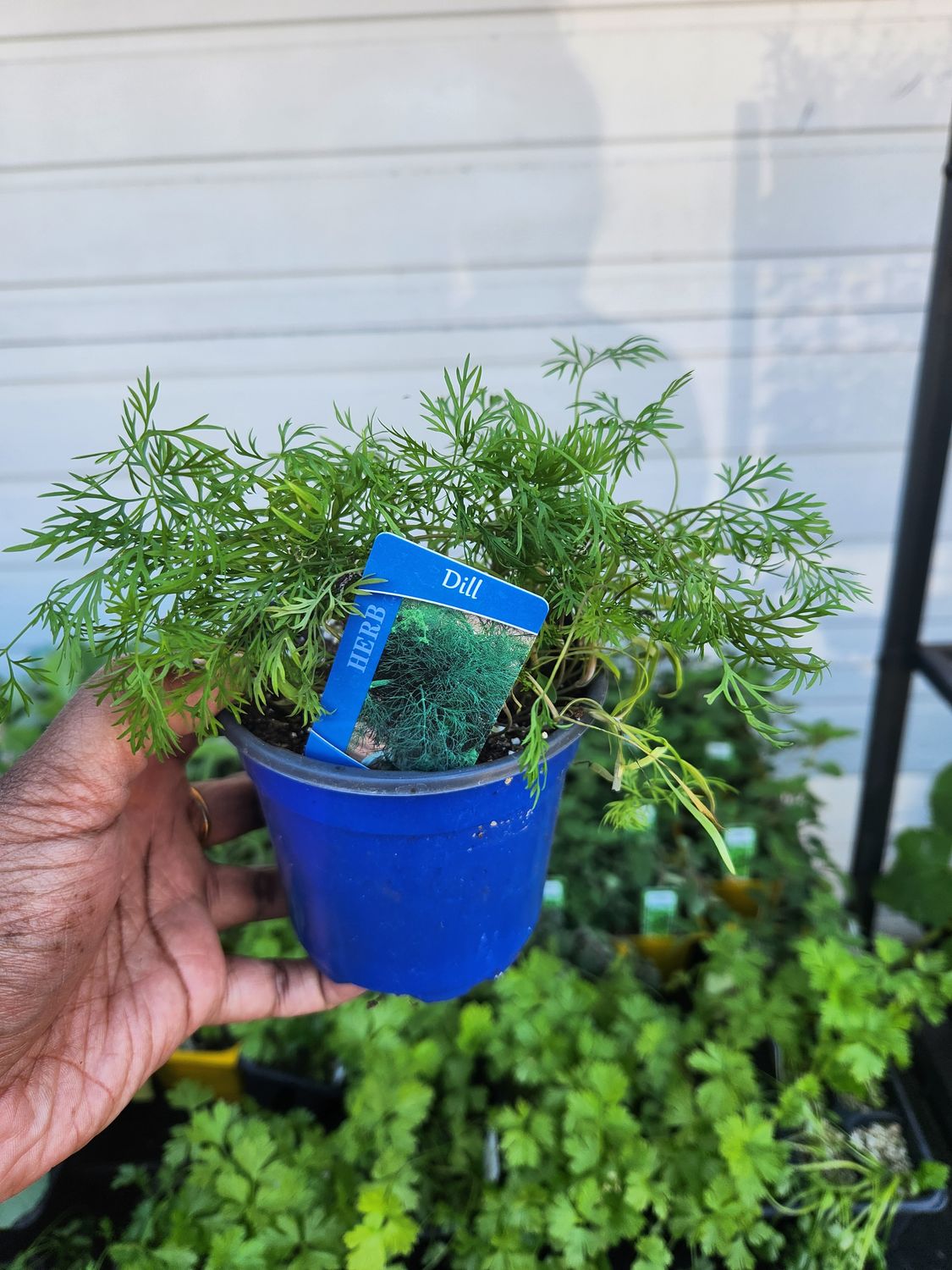 Dill