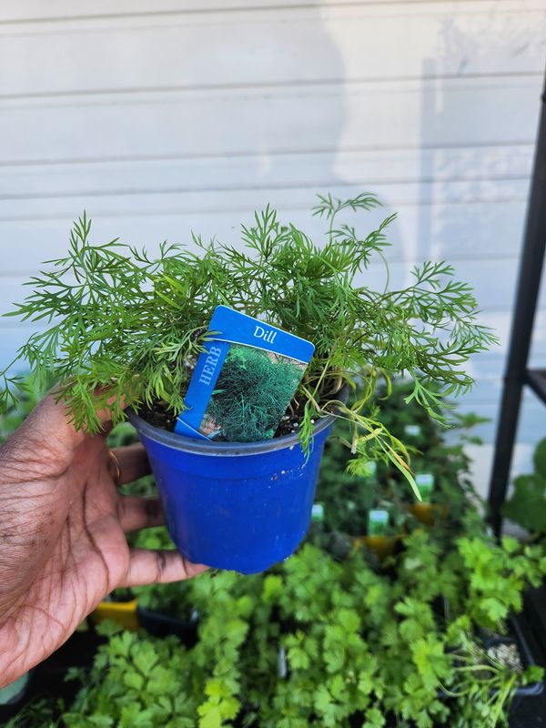 Dill