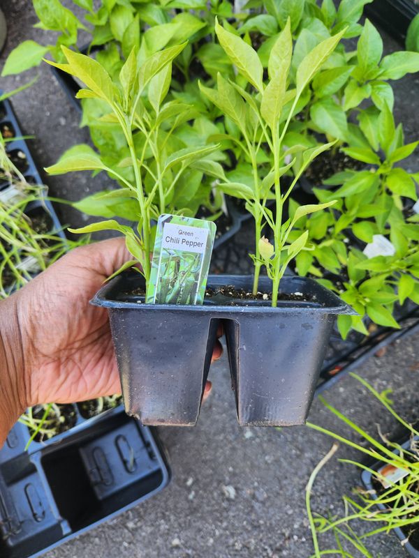Green Chili Pepper