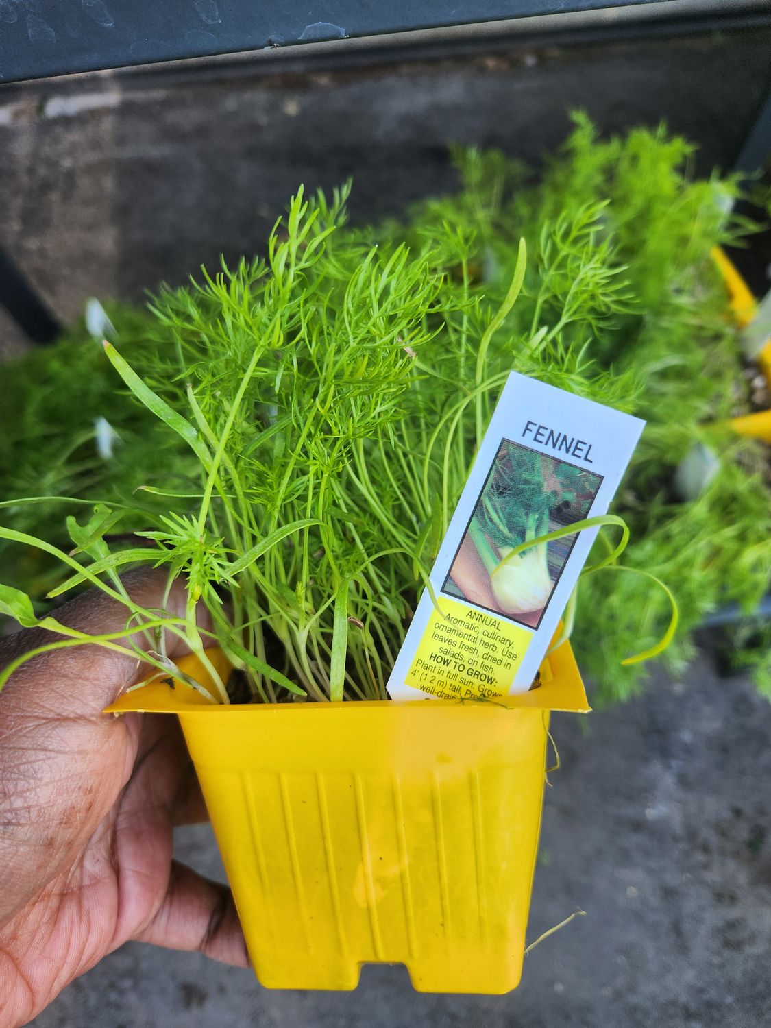 Fennel