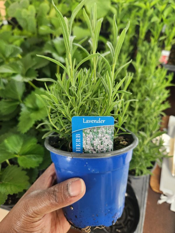 French Lavender