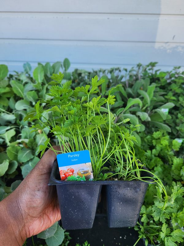 Parsley Italian