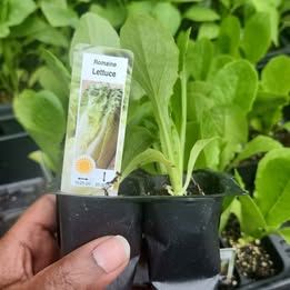 Romaine Lettuce