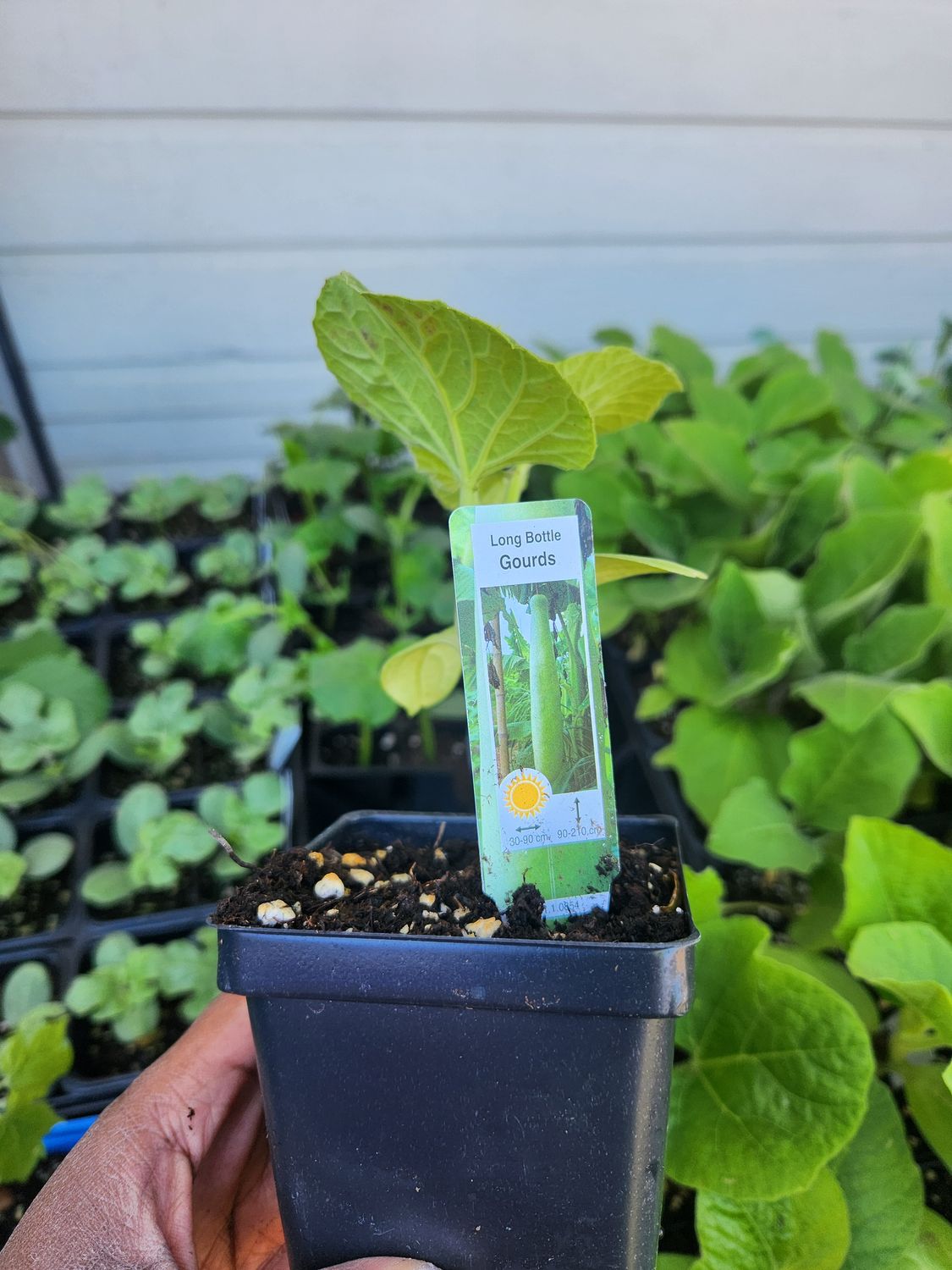 Long Bottle Gourds