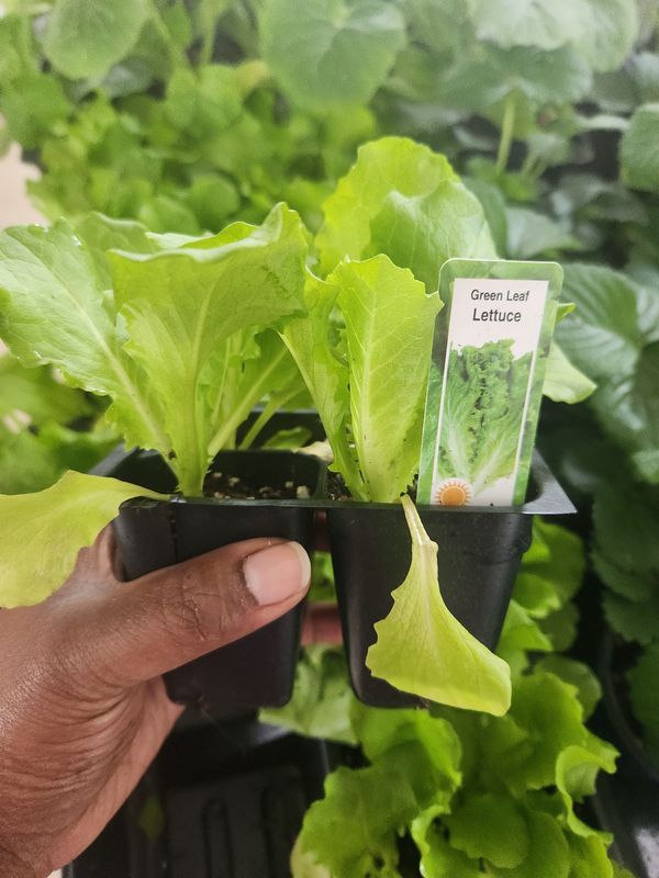 Green Leaf Lettuce