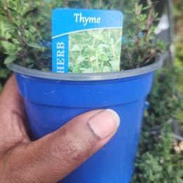 Thyme