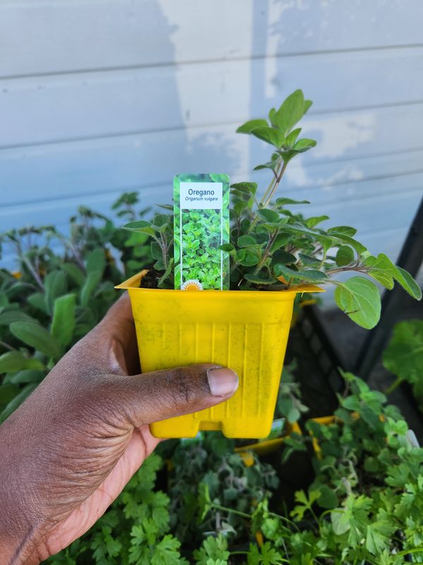 Oregano