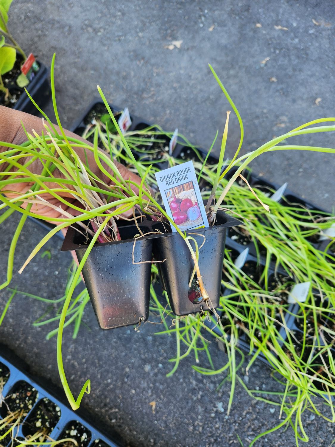 Red Onion