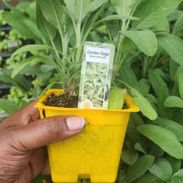 Garden Sage