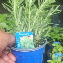 Rosemary