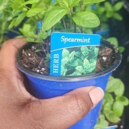 Spearmint