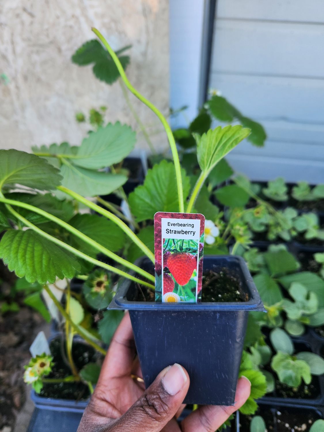 Everbearing Strawberry