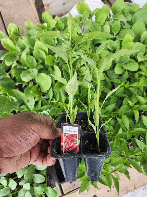 Thai Hot Red Peppers
