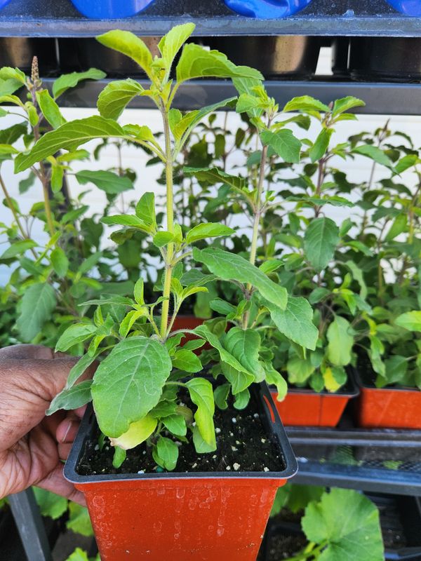 Thulasi, Tulsi, Holy Basil