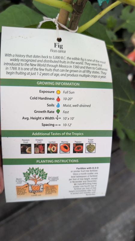 Fig