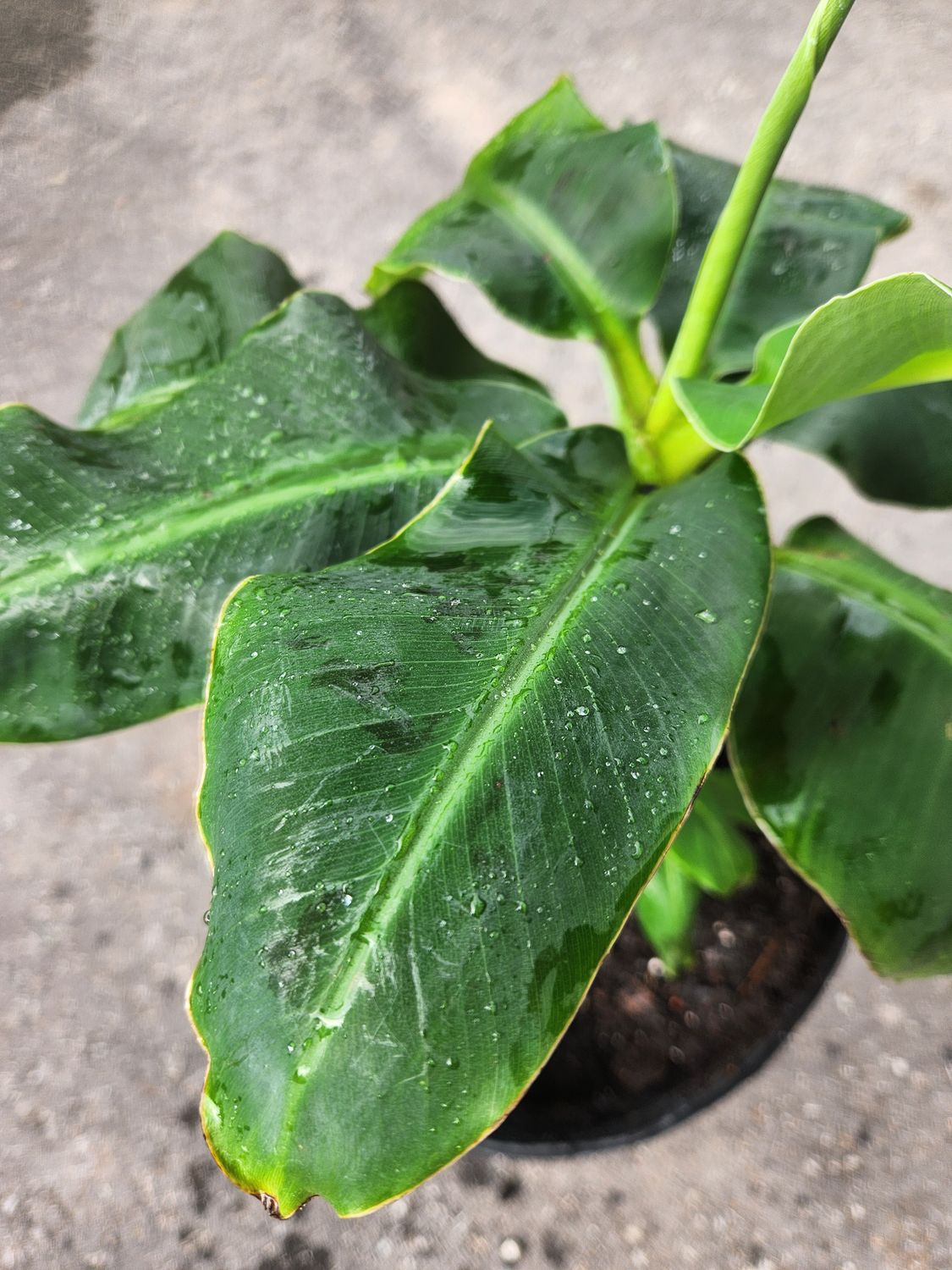 Dwarf Banana Tree