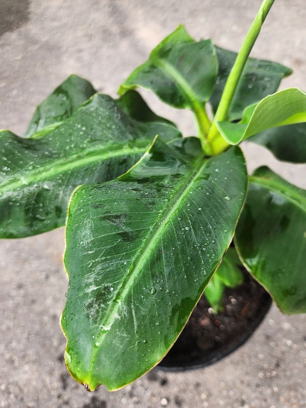 Dwarf Banana Tree