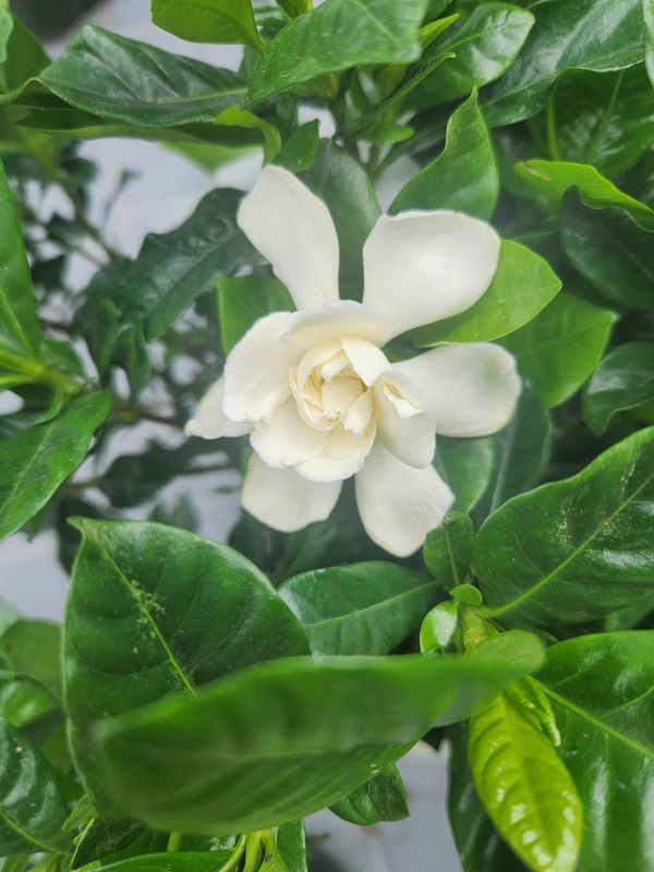 Gardenia Topiary