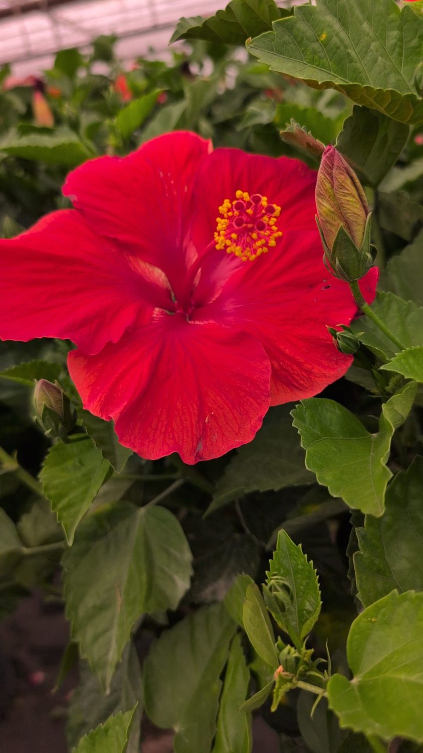 Hibiscus Standards