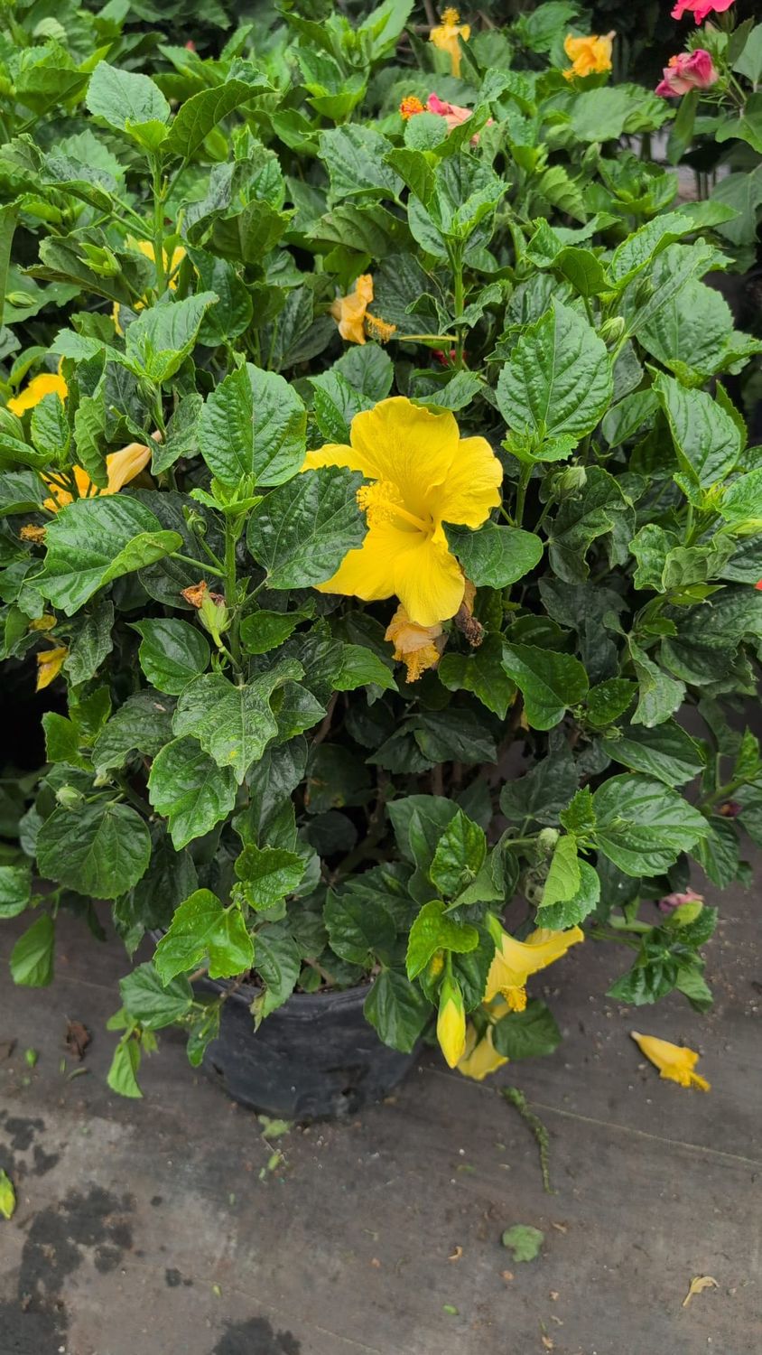 Hibiscus Bush Large