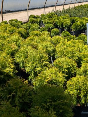Golden Globe Cedar