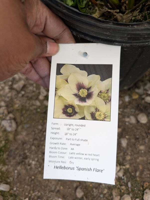 Helleborus &#39;Spanish Flare&#39;