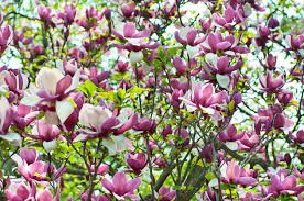 Magnolia &#39;Lennei&#39;