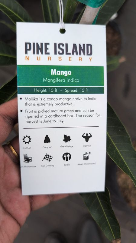 Mango Tree