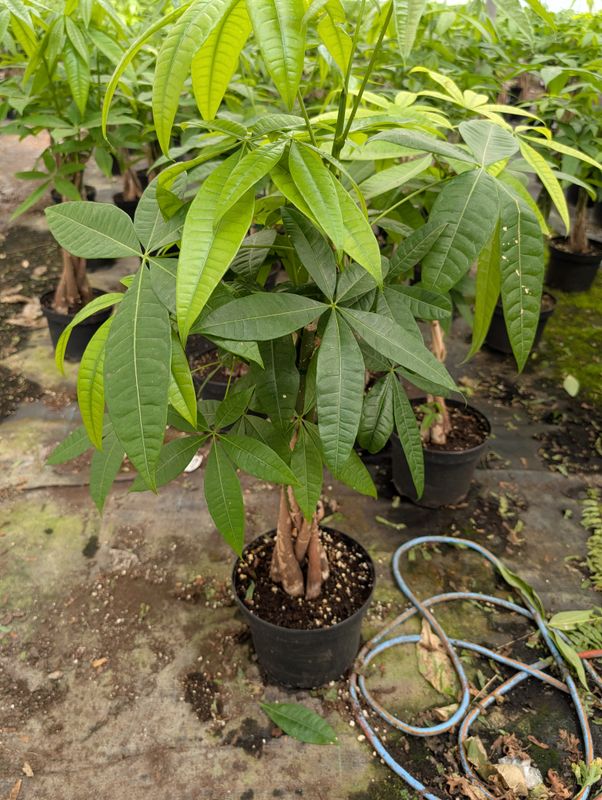 Money Tree