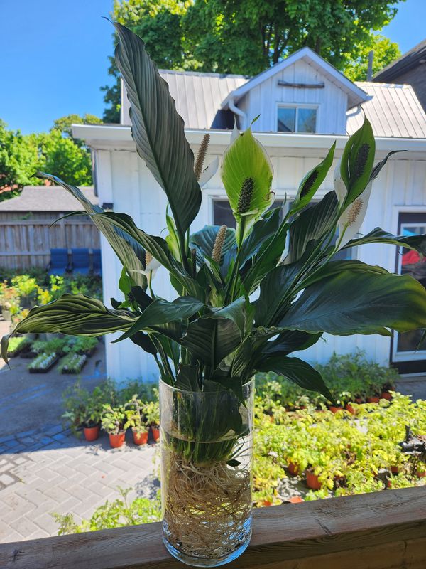 Peace Lily Hydroponic