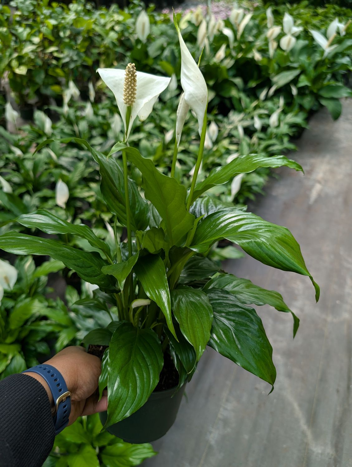 Peace Lily Small