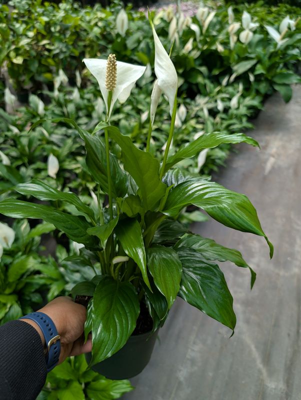 Peace Lily Small