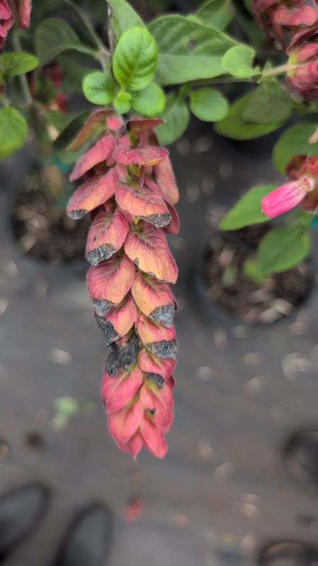 Shrimp Plant (Justicia Brandegeeana) 3 Ft