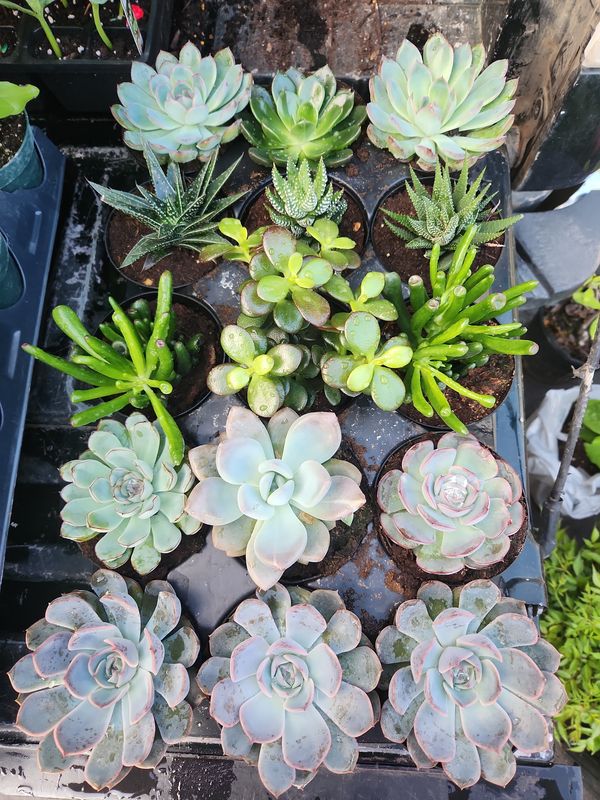 Hens and Chicks Succulent Plants