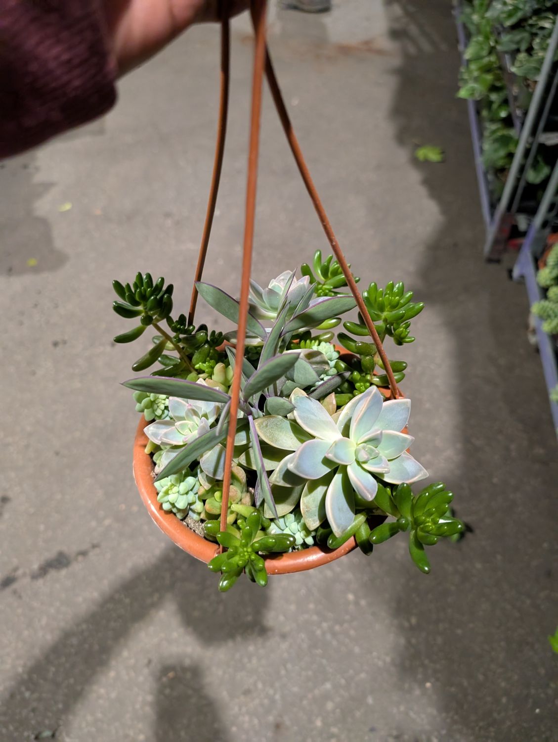 Succulent Hanging Basket 6&#39;&#39; Pots