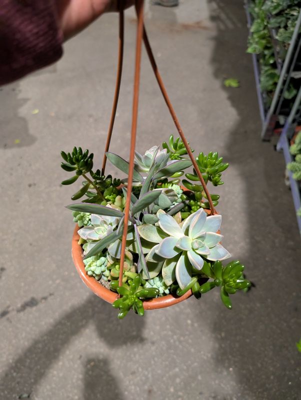 Succulent Hanging Basket 6&#39;&#39; Pots