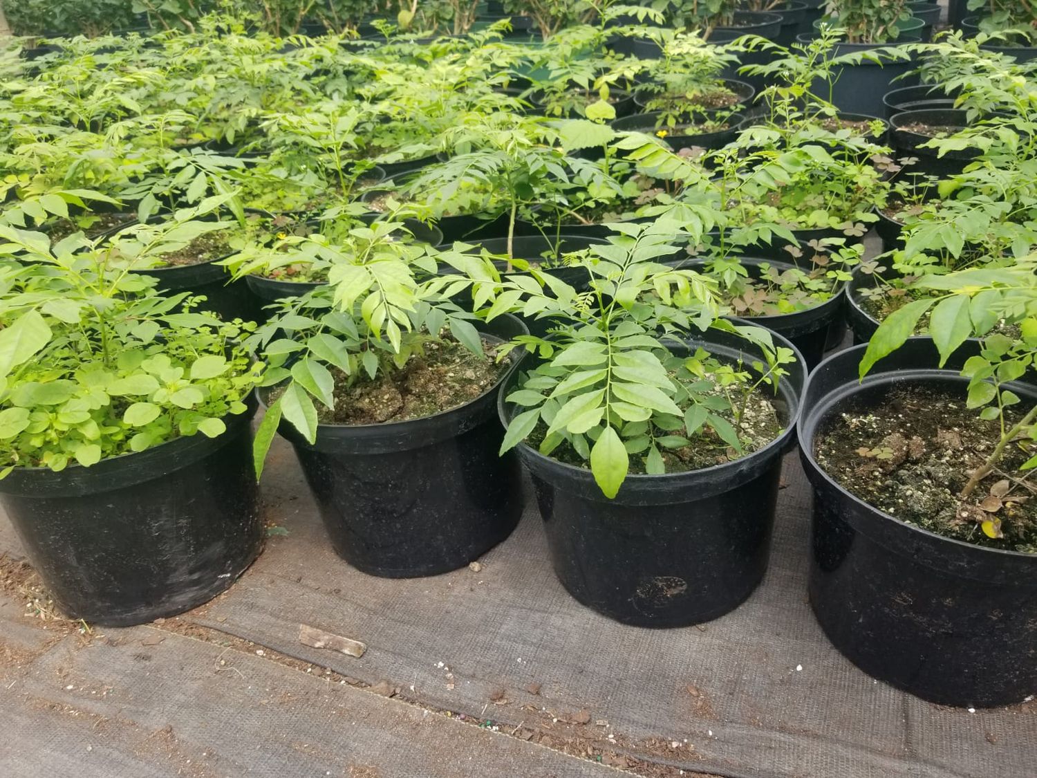 Curry leaves 10&#39;&#39; Pot