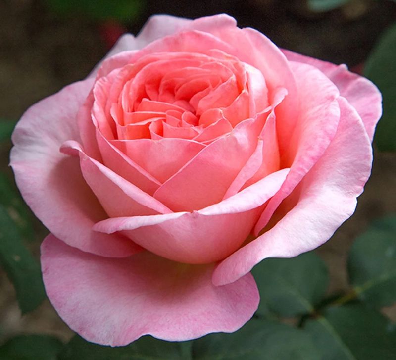Sweet Mademoiselle Hybrid Tea Rose